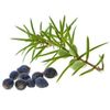 Tinh dầu quả bách xù Juniper Berry hỗ trợ sạch thận, chức năng thận và đường tiết niệu khỏe mạnh.(TDĐ61)