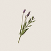 Dầu dưỡng thể hoa Oải hương Lavender body ALQ19
