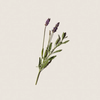 Tinh Dầu Oải Hương Lavender Essential ALQ114