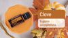 Tinh dầu Đinh hương Clove (TDĐ47)