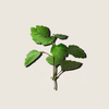 Tinh Dầu Hoắc Hương Patchouli Essential ALQ131