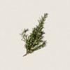 Tinh Dầu Hương Thảo Rosemary Essential ALQ127