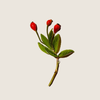 Dầu hạt tầm xuân Rosehip seed ALQ50