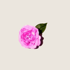 Tinh Dầu Hoa Hồng Bungari Rose Essential ALQ145