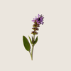 Tinh dầu xô thơm Clary Sage Essential  ALQ153