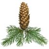 Dầu linh sam Siberian Fir (TDĐ16)