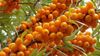 Kem đánh răng thảo dược dành cho trẻ em “Cây Hắc Mai Biển Siberi” cho răng nhạy cảm – SIBERIAN SEA-BUCKTHORN Extra richbotanical toothpaste Sensitive teeth care MP55
