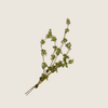 Tinh dầu cỏ xạ hương Thyme Essential ALQ113