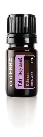 Tinh dầu cây húng quế Tulsi TDĐ77