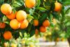 Tinh dầu cam hoang dã uống làm sạch cơ thể, hệ miễn dịch mạnh mẽ Wild orange (TDĐ06)