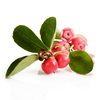 Tinh Dầu Wintergreen Nepal (TDĐ21)
