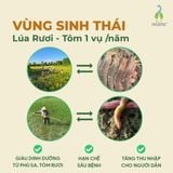 Gạo Ngỗng Sinh Thái ST25 Xát Lứt 3kg