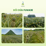 Lau đa năng Fuwa3e hương nhu, bạc hà 500ml