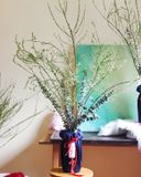  Tuyết Mai Lộc Tài 