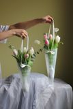  Pack Hoa Tin Nhắn - Tulip Mix Trắng Hồng 