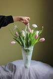  Pack Hoa Tin Nhắn - Tulip Mix Trắng Hồng 