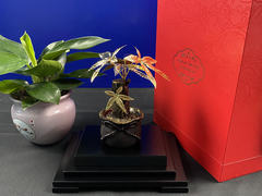 Chậu Cây Kim Ngân Dát Vàng Trụ Thiên