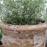 Antique Roman Vine Planter | AUV051 