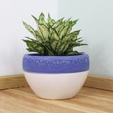  Ceramic Indoor Planters with Blue Trim | AUD002 