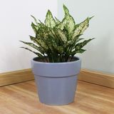  Ceramic Planter in Soft Blue | AUD014 