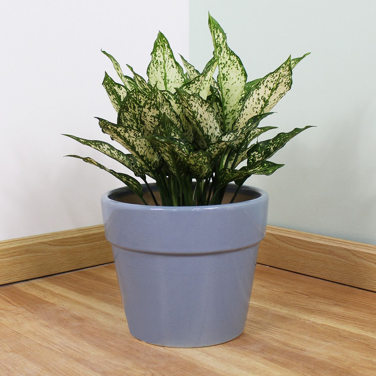  Ceramic Planter in Soft Blue | AUD014 