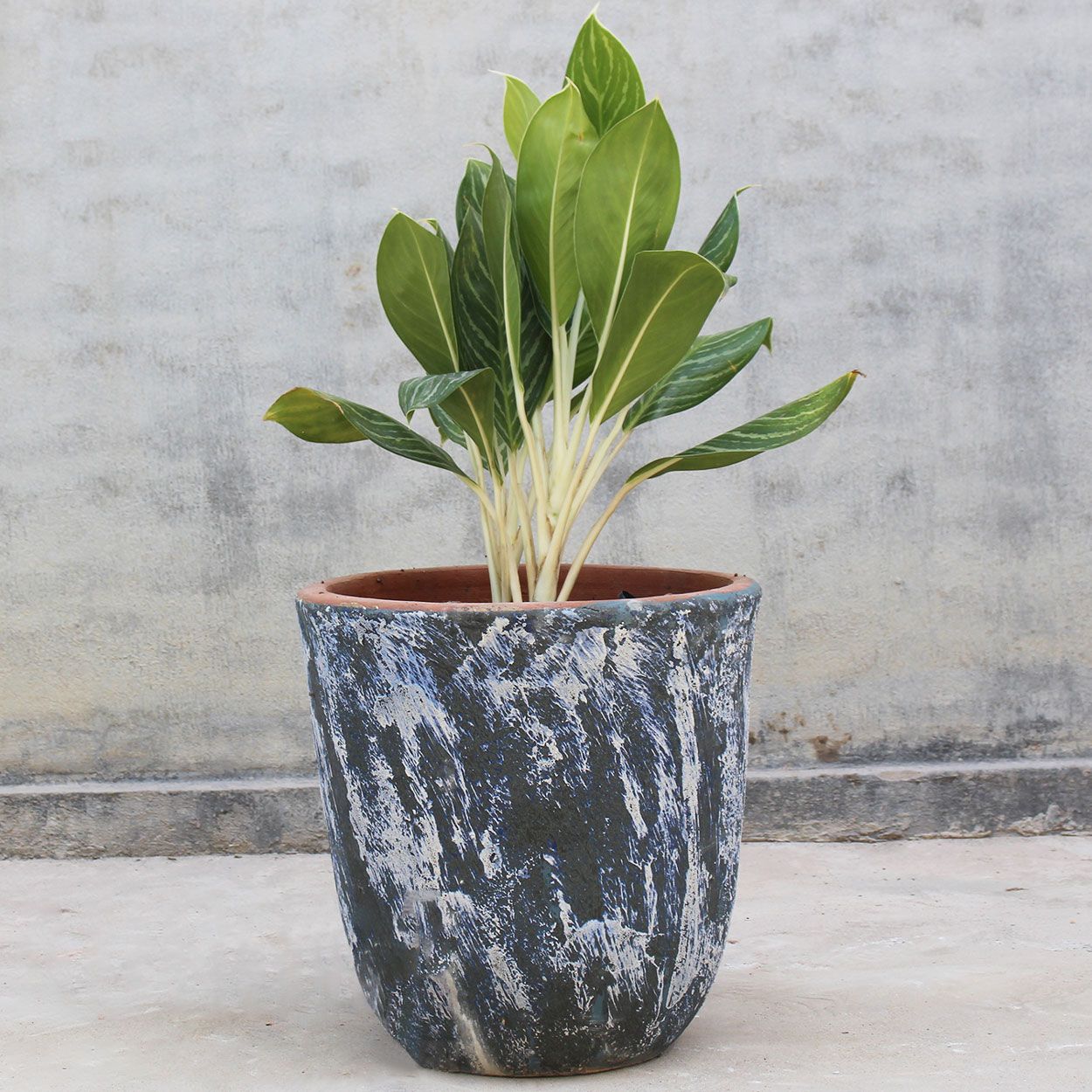  Distressed Ceramic Planter | AUP014 