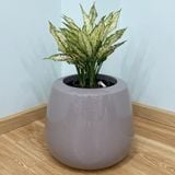  Glossy Grey Round Pots Planter | AUFS013 
