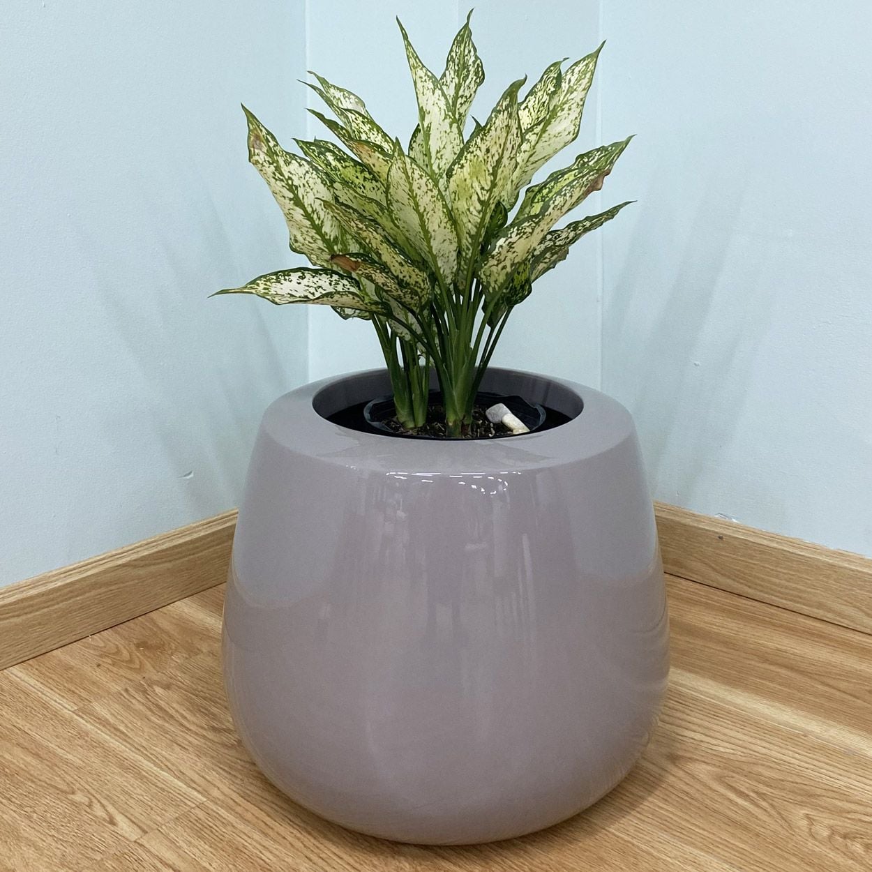  Glossy Grey Round Pots Planter | AUFS013 