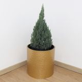  Hammered Gold Cylindrical Planter | AUM014 