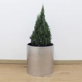  Hammered Silver Cylindrical Planter | AUM013 