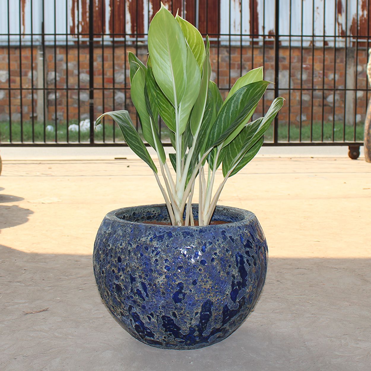  Lapis Ceramic Planter | AUV003 