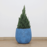  Leaf Texture Round Fibercement Planter | AUFC004 
