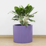  Low Cylinder Round Lightweight Concrete Planter | AUFC001 