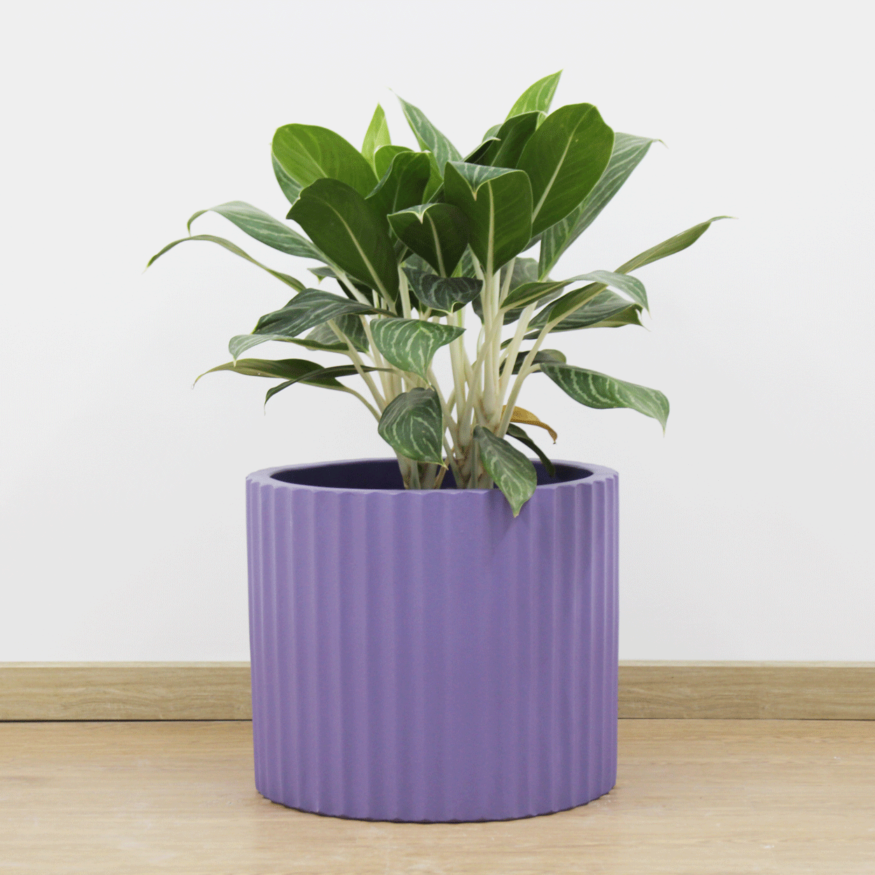  Low Cylinder Round Lightweight Concrete Planter | AUFC001 