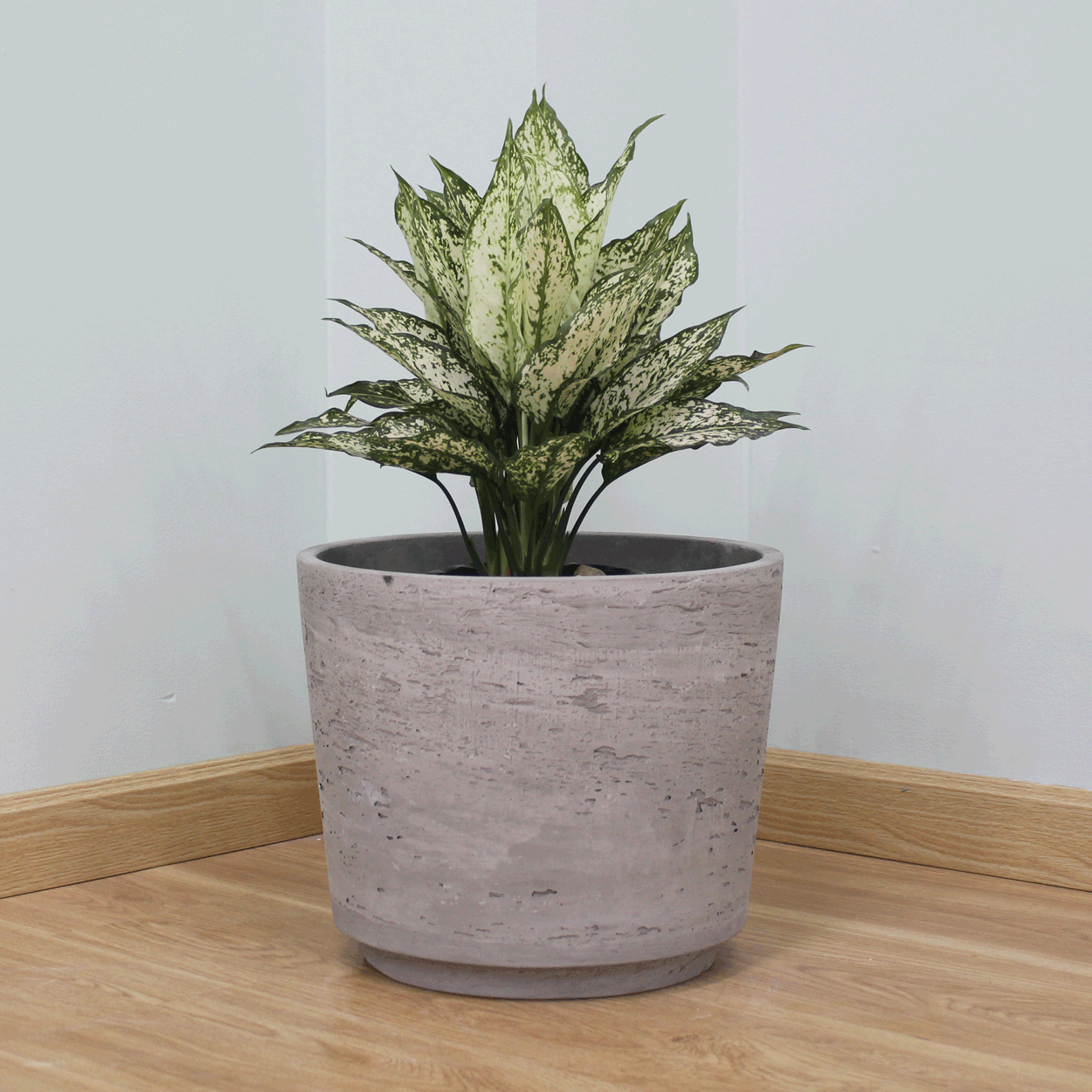  Natural Surface Lightweight Concrete Planter | AUFC040 