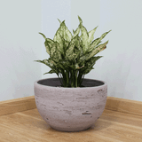  Natural Surface Round Lightweight Concrete Planter | AUFC045 