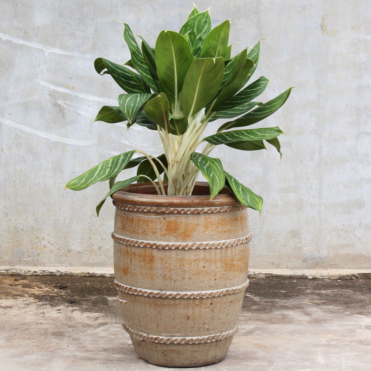  Ribbed Ceramic Planter | AUP030 