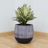  Round Egg Lightweight Concrete Pots | AUFC003 
