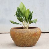  Round Outdoor Ceramic Planter | AUP004 