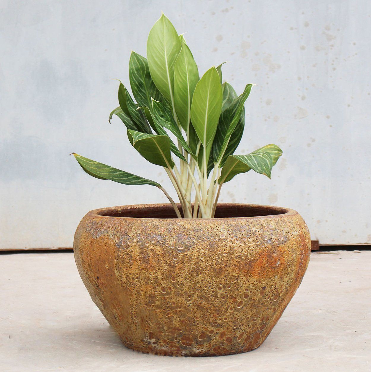  Round Outdoor Ceramic Planter | AUP004 