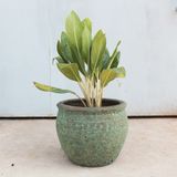  Rustic Glazed Ceramic Planter | AUP027 