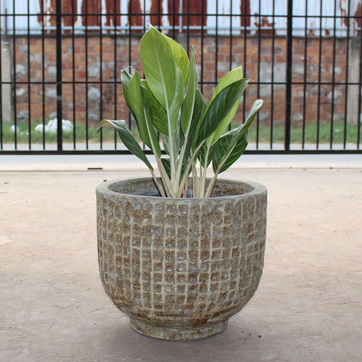  Textured Ceramic Planter | AUV068 