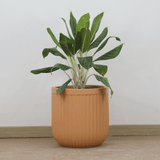  Vertical Striped Fibercement Planter | AUFC011 