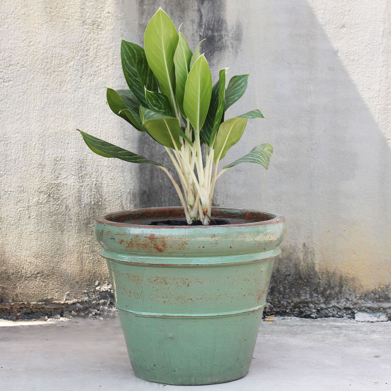  Vintage Green Ceramic Planter | AUP022 