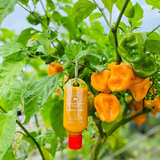  Móc khóa tương ớt cay quá đã 