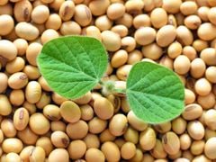 Orsafarm Đậu Nành Mỹ (USA Soy Bean) 500gram, 800gram, 1kg, 5kg – Đậu nành hạt, đậu nành có tác dụng gì? Đậu nành có tác dụng gì? đậu nành có tốt cho người tiểu đường? Đậu nành Mỹ loại 1 hạt đậu nành Mỹ