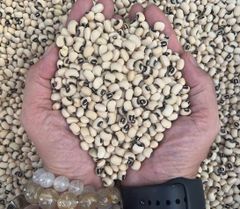 Orsafarm Đậu Trắng Bi Tây Nguyên đậu trắng Đà Lạt, đậu trắng nấu chè, đậu trắng bi đậu trắng tây đậu trắng nấu món gì