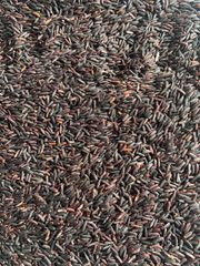 Gạo Tím Hắc Mễ OrSaFarm Black Rice – Gạo Thực Dưỡng  500g 800g 4kg 4.5kg 5kg 10kg 50kg