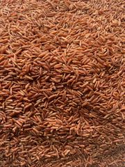 Gạo Lức Huyết Rồng OrSaFarm – Gạo Đỏ Red Rice 500gram, 800 gram, 5kg, 10kg, 50kg