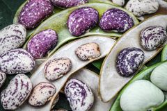 OrSaFarm Đậu Ngự Tây Nguyên Christmas Lima Beans 400gram, 600gram, và refils 1kg và 5kg